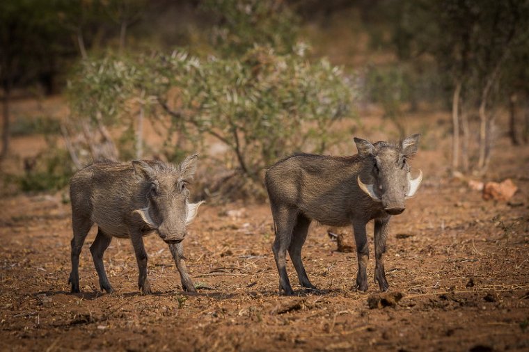 059 Tshukudu Private Game Reserve, wrattenzwijnen.jpg